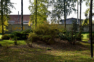 Озеленение территории университета